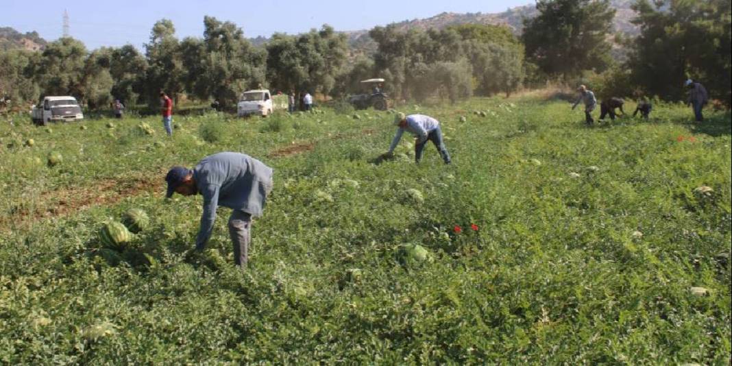 Türkiye’nin dört bir yanından akın ediyor, almak için saatlerce bekliyorlar! Üretici mutlu: Haftada 25 ton satıyorlar 1